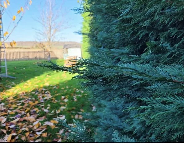 Evergreen foliage in an established garden