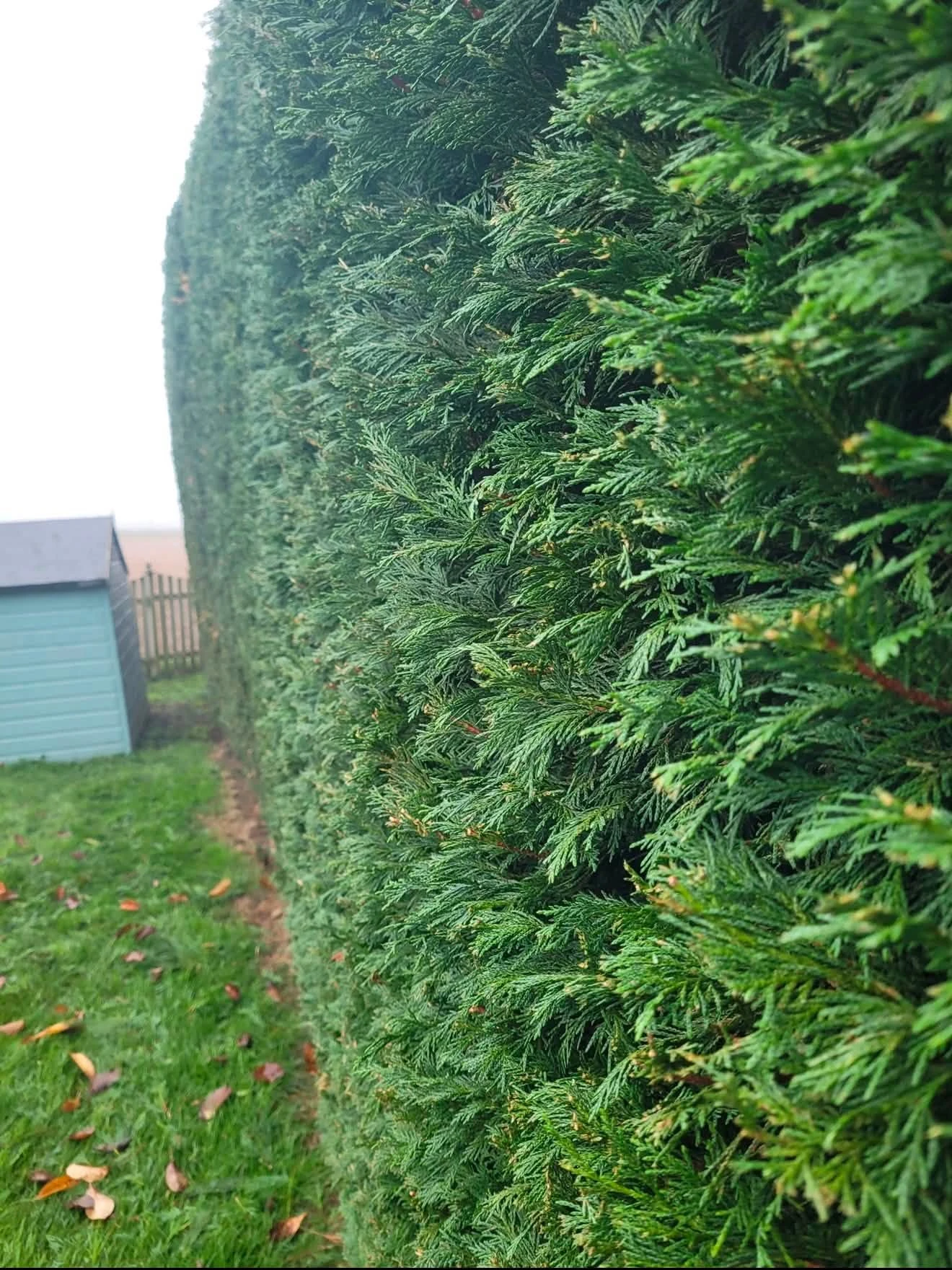 Neatly shaped conifer hedge beside a lawn in Evesham after hedge work