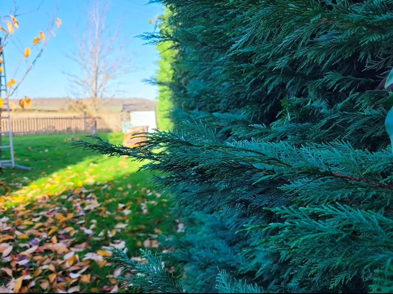Overgrown conifer hedge beside a lawn in Evesham before hedge work