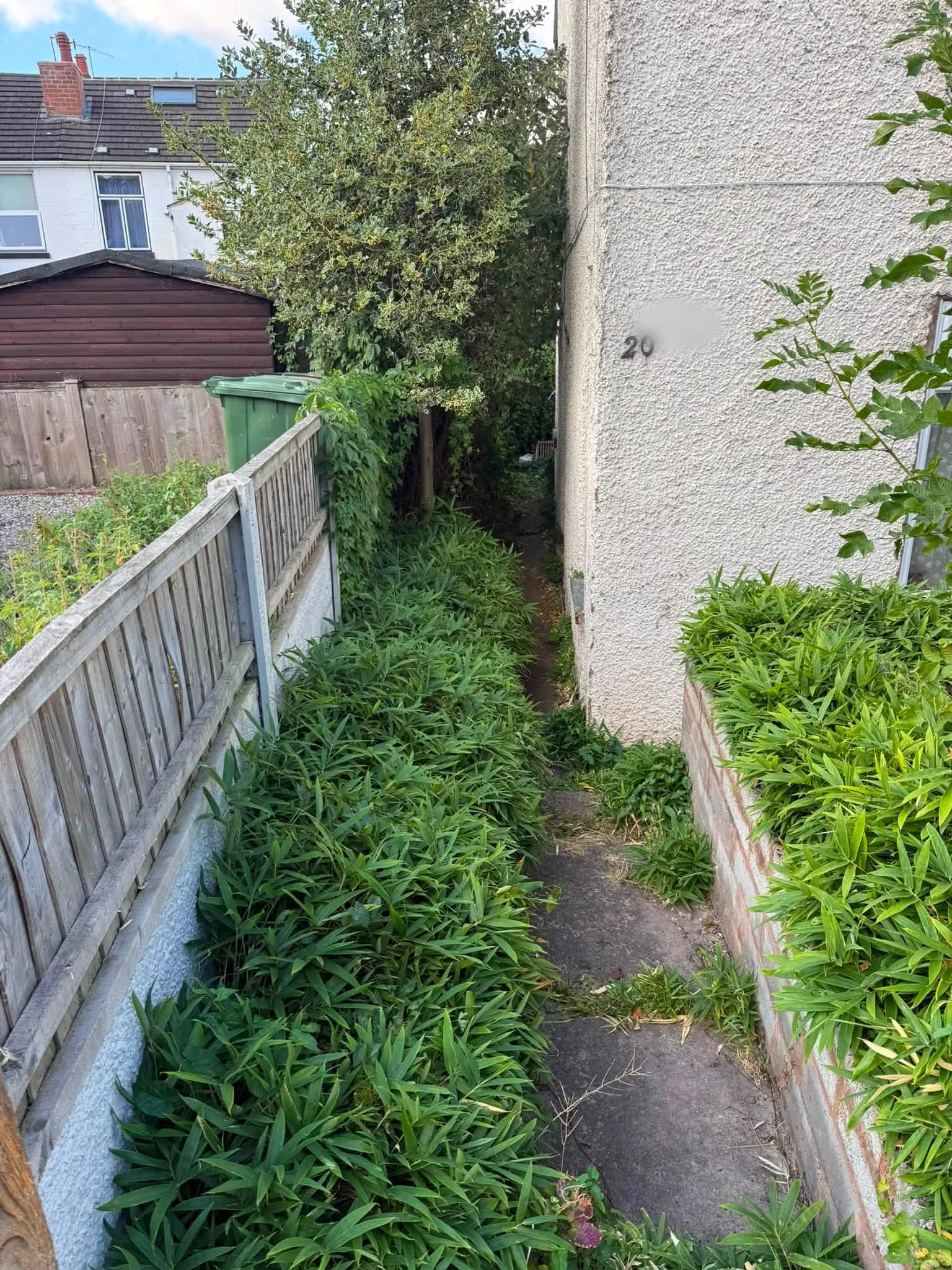 Overgrown planting narrowing an Evesham side passage before garden clearance