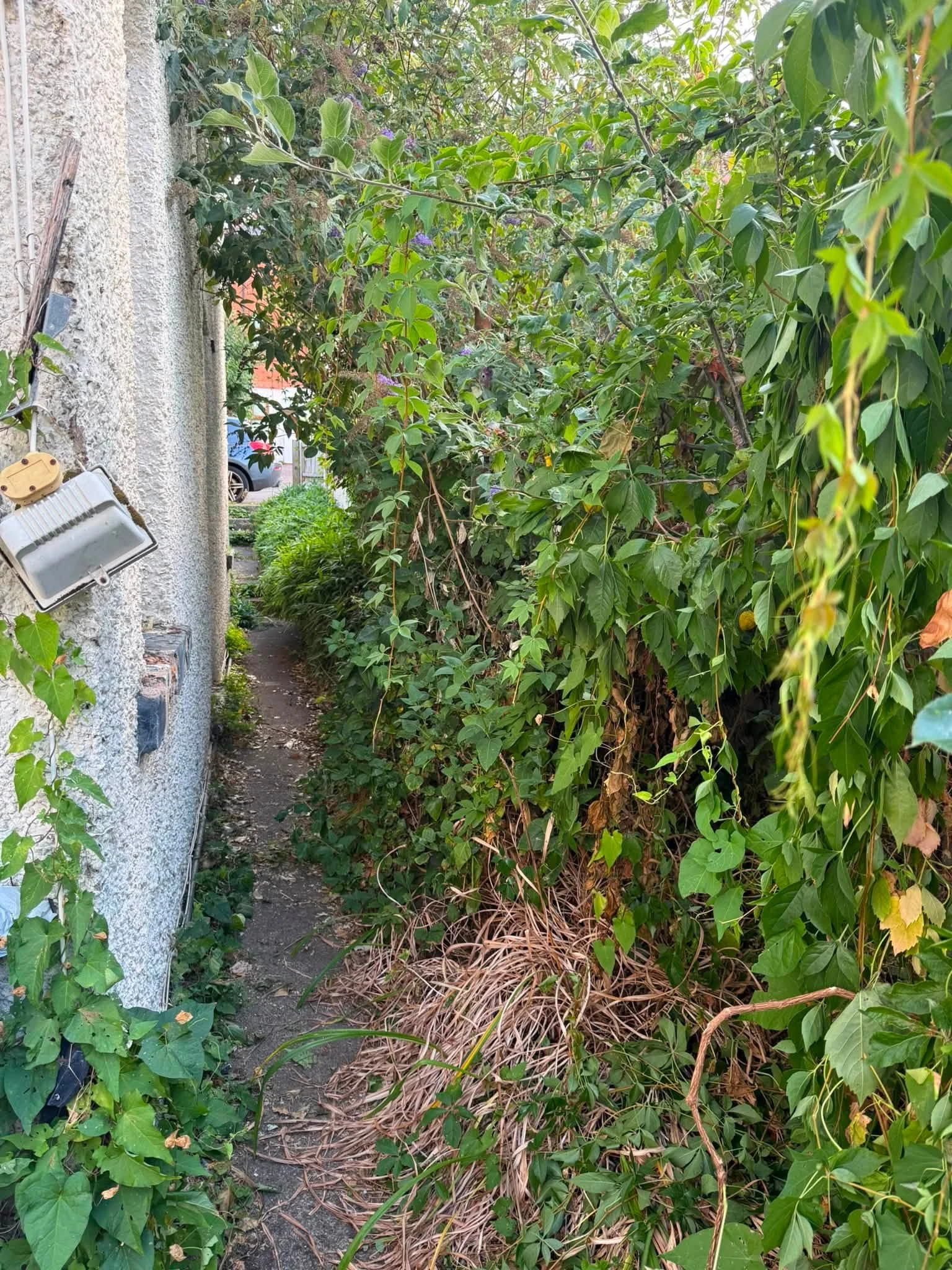 Narrow Evesham garden path before clearance, with dense planting alongside