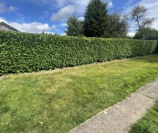 Neatly maintained hedge beside a garden lawn